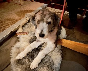 Holly blending in nicely with the sheepskin rug in the bar!